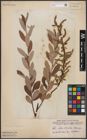 Foto von Salix aurita L. x Salix eleagnos Scop.